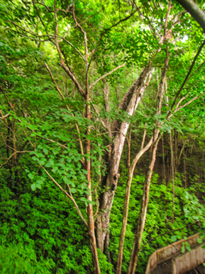 An image from Costa Rica beach